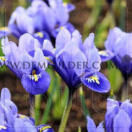 Iris Reticulata Joyce 6/+ (x250)