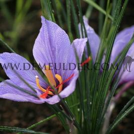 Crocus Sativus 8/+ (x 250)