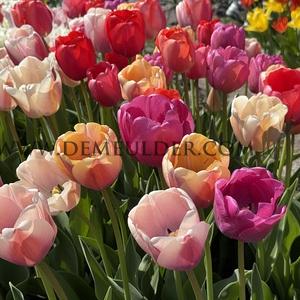 Tulipa Pride Mixed 12/+ (x250)