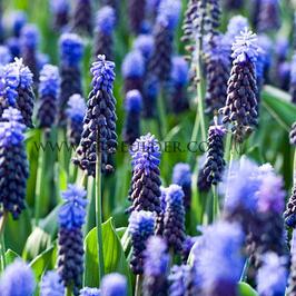 Muscari Latifolium 6/+ (x250)