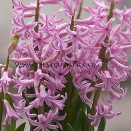 Hyacinths Multiflora Pink I (x 100)