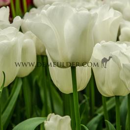 Tulipa Update 12/+ (x250)