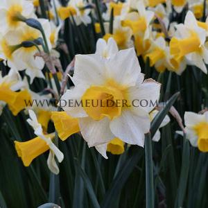Narcisses Golden Echo Jonquilla And Apodanthus Z12/14 (x250)