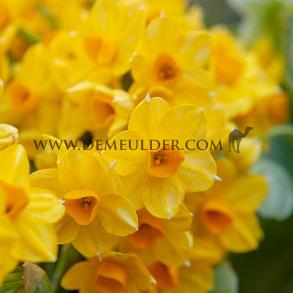 Narcisses Grand Soleil D'or Tazette Z15/17 (x250)