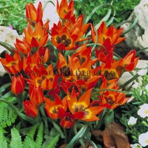 Tulipa Little Princess 6/+ (x250)