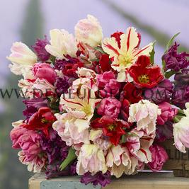 Tulipa Parrot Mixed 12/+ (x250)