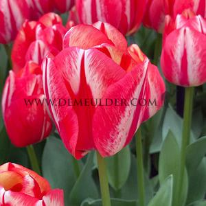 Tulipa Spryng Break 12/+ (x250)