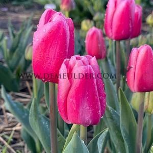 Tulipa Tresor 12/+ (x250)