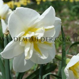 Narcisses Lemon Beauty Split-Corona 14/16 (x250)