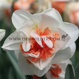 Narcissus Replete, Double Group, 14/16 (x250)