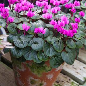Cyclamen Coum 13/15 (x 25)