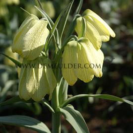 Fritillaria Pallidiflora 10/+ (x250)