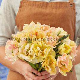 Tulipa Foxy Foxtrot 12/+ (x250)