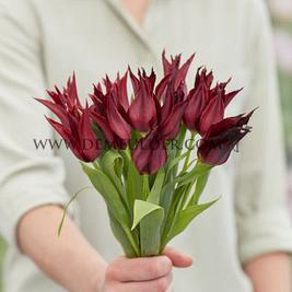 Tulipa Sarah Raven 12/+ (x250)