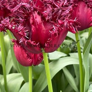 Tulipa Labrador 12/+ (x250)