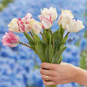 Tulipa Mata Hari 12/+ (x250)