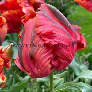 Tulipa Avignon Parrot 12/+ (x250)