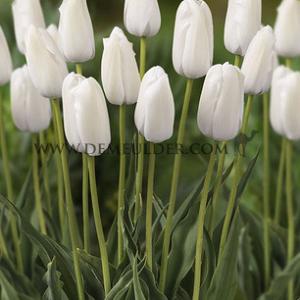 Tulipa White Proud 12/+ (x250)