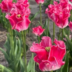 Tulipa Crown Dynatsy 12/+ (x250)