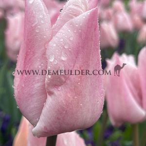 Tulipa Lasergame 12/+ (x250)