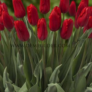 Tulipa Red Proud 12/+ (x250)