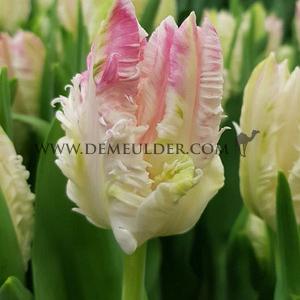 Tulipa Cabanna 12/+ (x250)