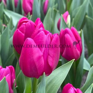 Tulipa Pink Ardour 12/+ (x250)