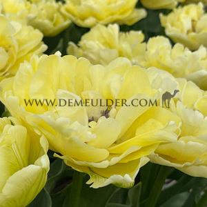 Tulipa Avant Garde 12/+ (x250)