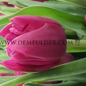 Tulipa World Bowl 12/+ (x250)