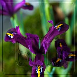 Iris J S Dijt 6/+ (x250)