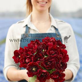 Tulipa Palmyra 12/+ (x250)