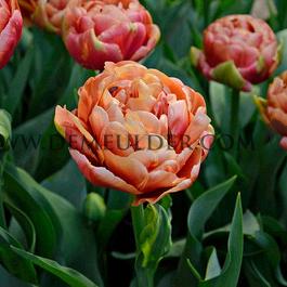 Tulipa Verona Sunrise 12/+ (x250)