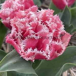 Tulipa Brisbane 12/+ (x250)