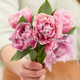 Tulipa Cairns 12/+ (x250)