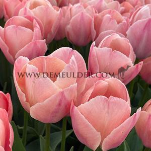 Tulipa Salmon Van Eijk 12/+ (x250)