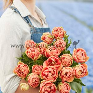 Tulipa Copper Image 12/+ (x250)