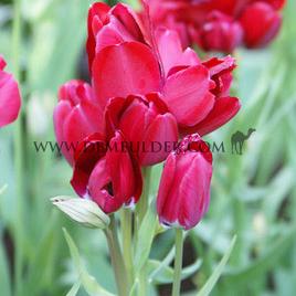 Tulipa Fiery Club 12/+ (x250)