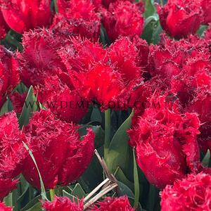 Tulipa Indiana 12/+ (x250)