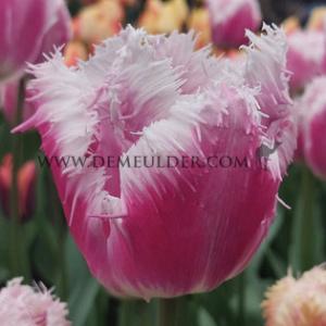 Tulipa Hawaii 12/+ (x250)