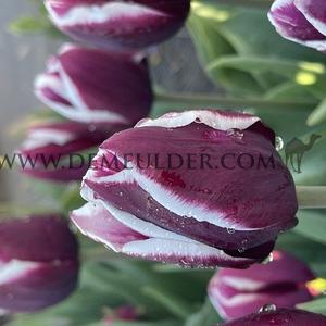 Tulipa Tiramisu 12/+ (x250)