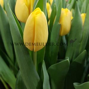 Tulipa Lobke 12/+ (x250)