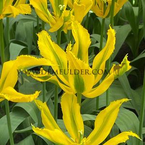 Tulipa Green Mile 12/+ (x250)