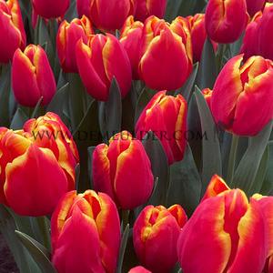 Tulipa Choice 12/+ (x250)