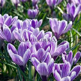 Crocus King Of The Striped 9/10 (x250)