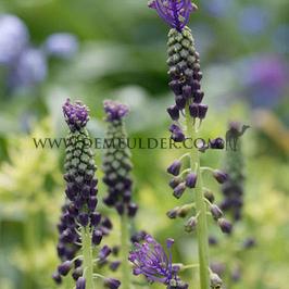 Muscari Comosum 7/+ (x250)