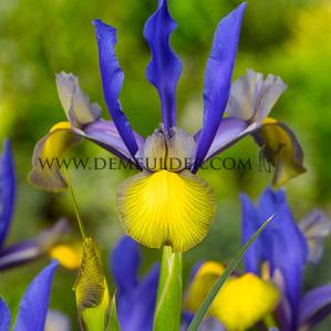 Iris Miss Saigon 8/+ (x250)