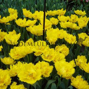 Tulipa Mon Amour 12/+ (x250)