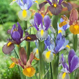 Iris Tiger Mix 7/8 (x250)