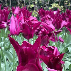 Tulipa Purple Heart 12/+ (x250)