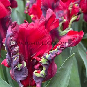 Tulipa Seadov Parrot 12/+ (x250)